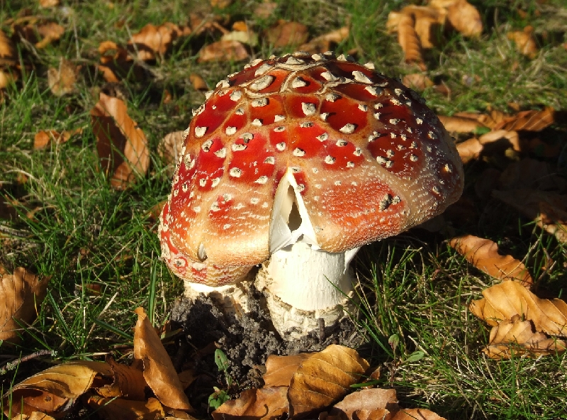 Signs of Autumn 02.JPG - Signs of Autumn